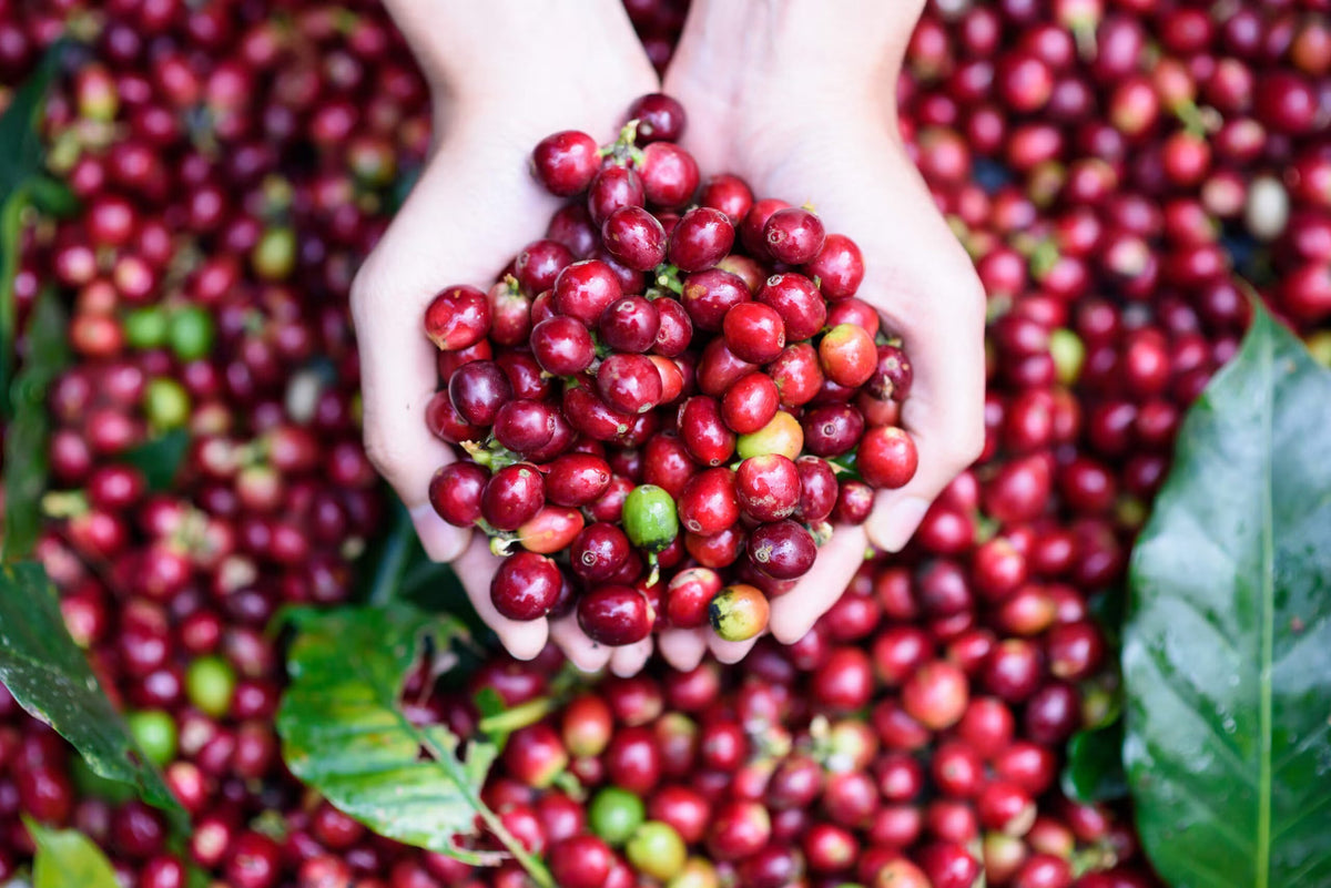 Infused coffee beans